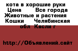 кота в хорошие руки › Цена ­ 0 - Все города Животные и растения » Кошки   . Челябинская обл.,Касли г.